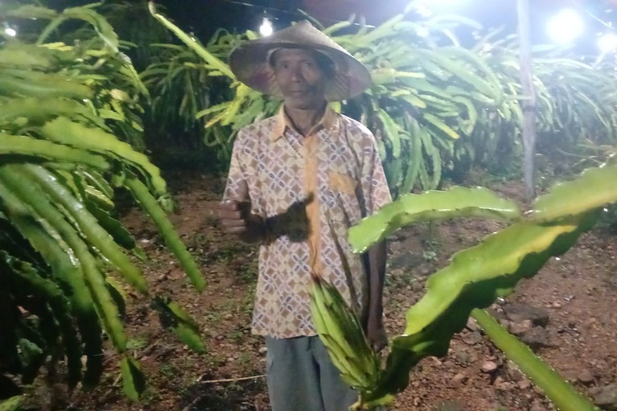 Ignasius Neno Naisau di tengah kebun naga