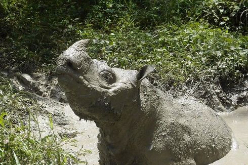 Badak Sumatera Jantan Malaysia Mati, Harapan Bertumpu pada Indonesia