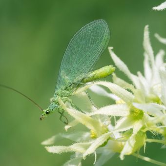Ilustrasi lalat jala hijau. Lalat jala hijau adalah salah satu serangga yang bermanfaat bagi tanaman. 