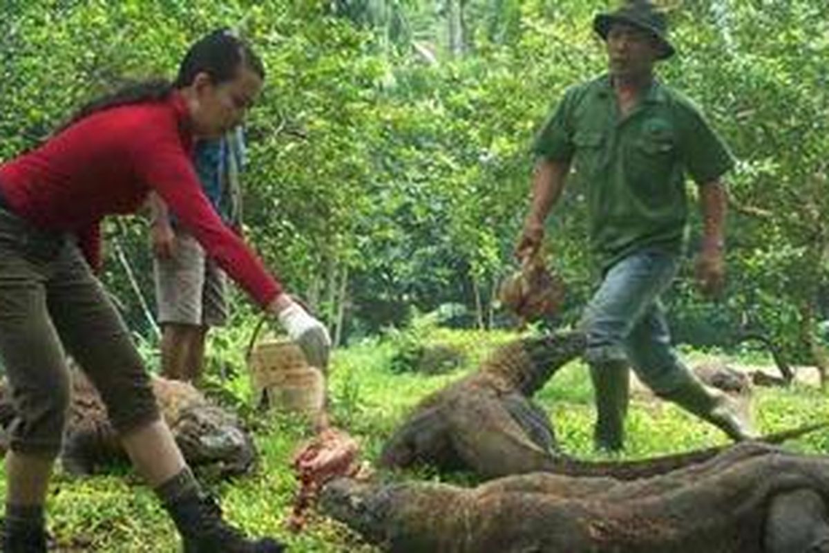 Sukedi Saleh dan pegiat komodo, Zeby Febrina memberi makan komodo di Kebun Binatang Ragunan, Minggu (28/11/2010).