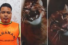 Perdagangan Satwa Liar di Lampung Digagalkan, Seekor Kucing Hutan Diselamatkan