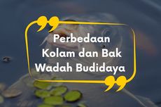 Perbedaan Kolam dan Bak sebagai Wadah Budidaya Ikan Konsumsi 