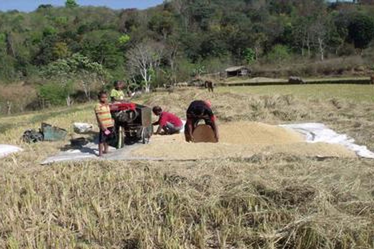 Berbeda dengan petani di Sumba Tengah dan Sumba Timur yang hanya mengandalkan air hujan, para petani di Kelurahan Loli, Kecamatan Kota Waikabubak ini memanfaatkan air sumur yang dialirkan ke lahan itu.