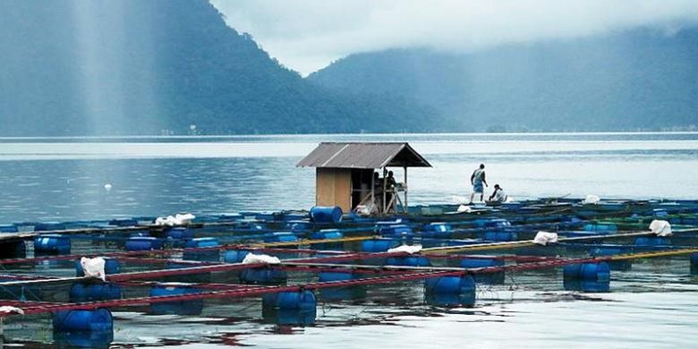 Danau Maninjau di Agam, Sumatera Barat, masuk Penyelamatan Danau Prioritas pada 2021. Di danau ini banyak budidaya ikan dengan keramba, namun banyak pula ikan mati yang membuat keindahan danau terusik. 
