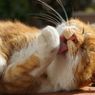 Kenapa Kucing Sering Menggigit Kukunya Sendiri? Ternyata Ini Pemicunya