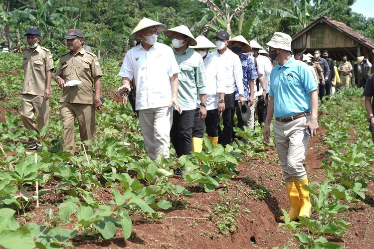 Menteri Koperasi dan Usaha Kecil Menengah (UKM) melakukan Kick Off Penanaman Kacang Koro Pedang Bersama Koperasi Paramasera yang dilanjutkan dengan Dialog bersama Petani dan Pengurus Kopti (Koperasi Produsen Tahu Tempe Indonesia) dan Gakoptindo (Gabungan Koperasi Produsen Tempe Tahu Indonesia) di Kabupaten Sumedang, Jawa Barat, Senin (24/01/2022). 