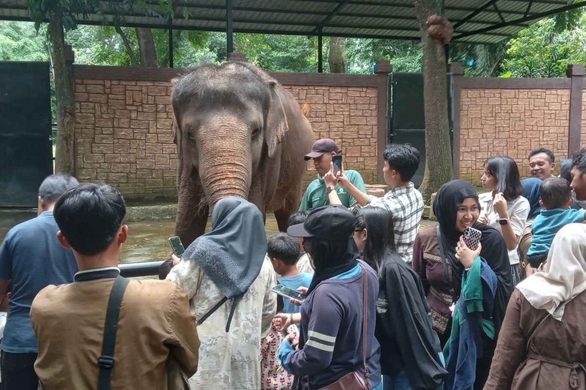 Pengunjung tengah berinteraksi dengan Gajah Salma di Bandung Zoo, Kamis (15/1/2026). Kemenhut membuka kesempatan bagi lembaga konservasi yang hendak mengelola Bandung Zoo, tapi harus memenuhi sejumlah persyaratan. 