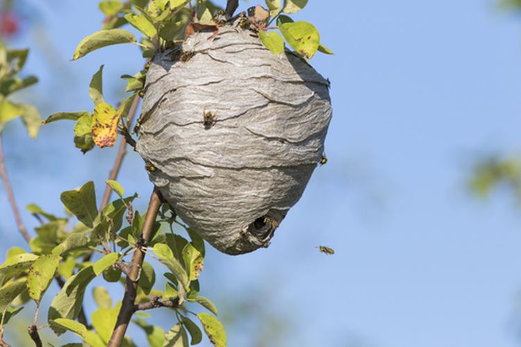 Pendaki Kritis Disengat Lebah 100 Kali, Dievakuasi Pakai Helikopter