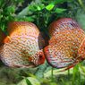 Cara Mudah Memilih Tanaman untuk Aquascape dan Kiat Menatanya