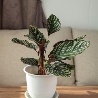 Ilustrasi tanaman hias Calathea pinstripe (Calathea ornata) di dalam ruangan. 