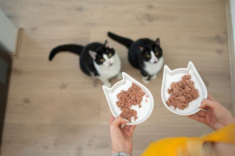 Ilustrasi memberi makan kucing dengan makanan basah. 