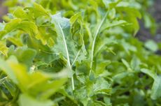 Begini Cara Menanam Arugula dengan Mudah