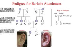 Pewarisan Sifat Perlekatan Cuping Telinga