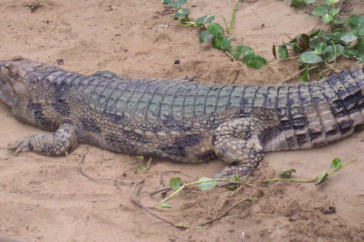 Ilustrasi buaya senyulong (Tomistoma schlegelii)