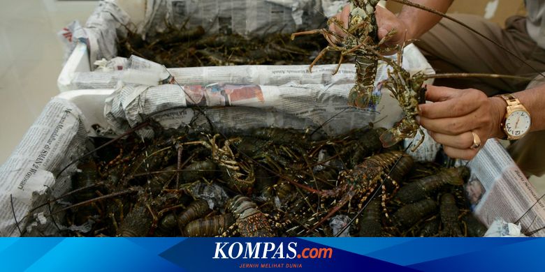 Selamatkan Ekonomi Lobster Halaman All Kompas Com