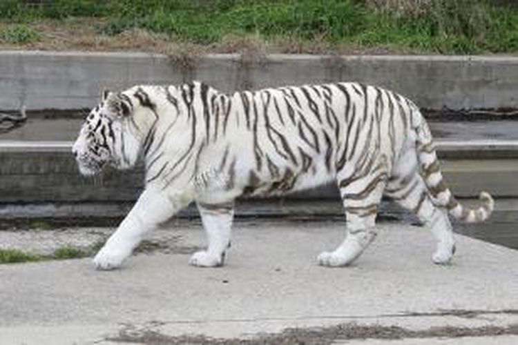 Seekor harimau putih