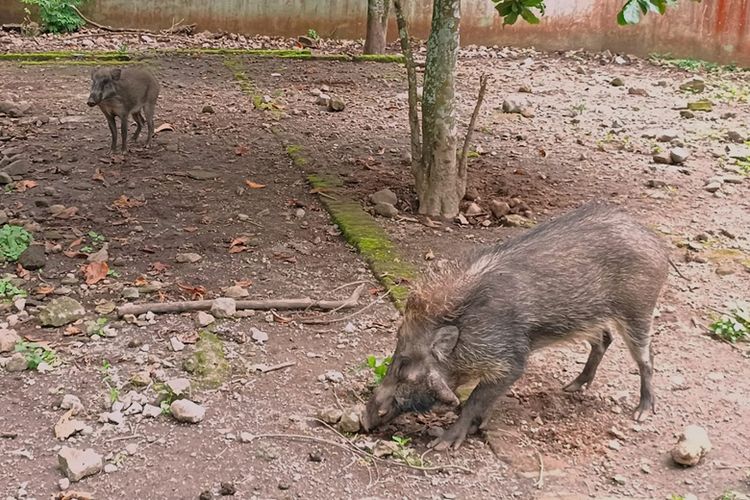 Babi kutil menjadi salah satu forgotten species yang menjadi fokus konservasi Prigen Conservation Breeding Ark, Taman Safari Indonesia Prigen, Jawa Timur.