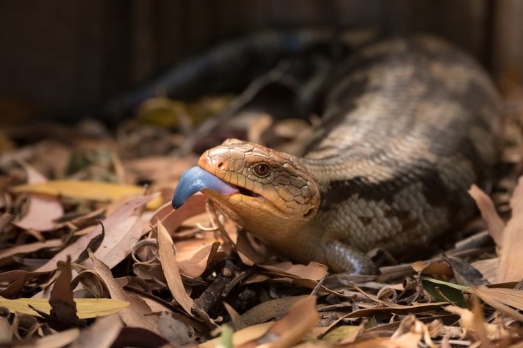 Kadal panana atau blue tongue lizard
