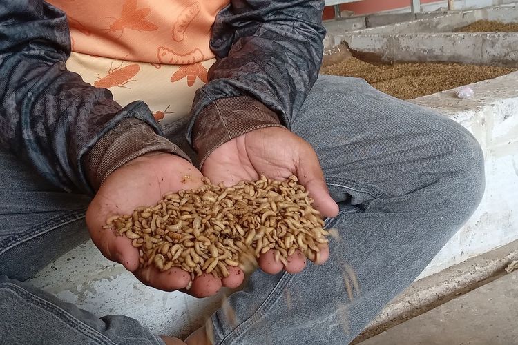 Maggot hasil panen memiliki nilai ekonomis tinggi dengan harga jual dikisaran Rp 5.000 hingga Rp7.000 per kilogram, Kamis (18/7/2024).
