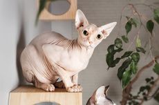 8 Fakta Menarik Kucing Sphynx, Bukan dar Mesir dan Takut Dingin