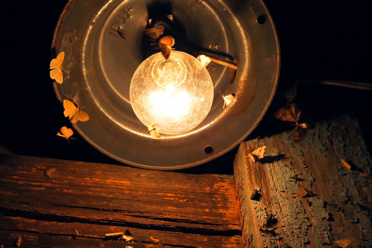 Ilustrasi ngengat suka cahaya lampu