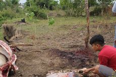 Tulang Kerbau Bunting Ditemukan di Pinggir Sungai Lumajang, Diduga Disembelih Pencuri