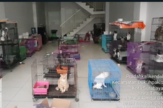 Viral Unggahan 130 Kucing Ditelantarkan di Sebuah Ruko di Surabaya