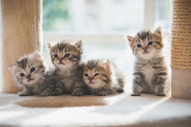 Anak Kucing Jantan Atau Betina? Simak Ini Sebelum Putuskan Pelihara