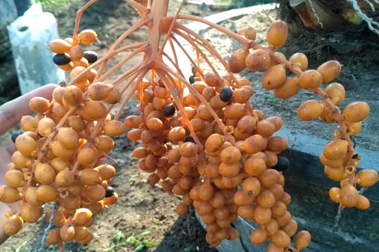 Kurma milik pengasuh pesantren Pari Ulu di Gurah, Kabupaten Kediri, Jawa Timur.