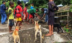 Kementerian Pertanian Kendalikan Penyakit Rabies di NTT