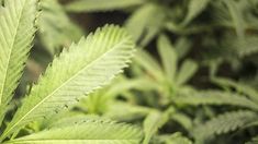 Terungkap dari Penggerebekan Rumah Kontrakan, Ini Kronologi WN Belanda Tanam 14 Batang Ganja di Denpasar