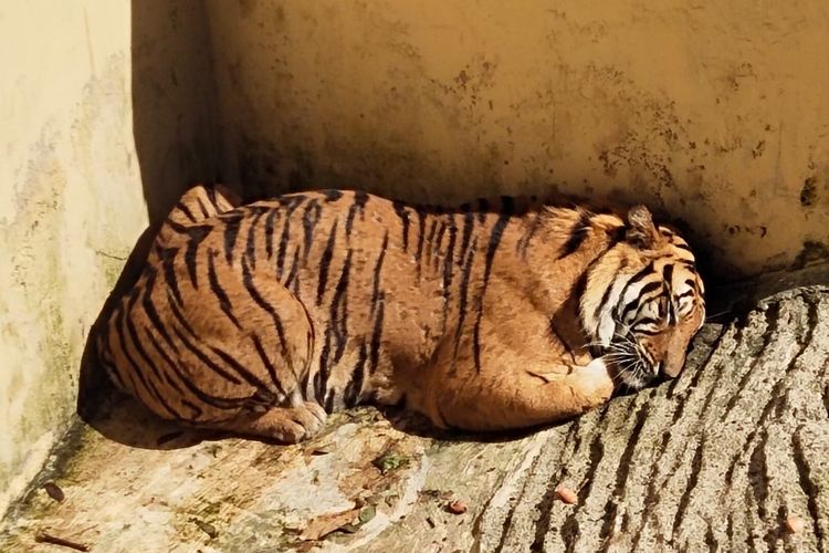 Dua ekor harimau jadi warga baru di Bandung Zoo. Koleksi anyar ini adalah hasil tukar menukar dengan Lembang Park and Zoo. 