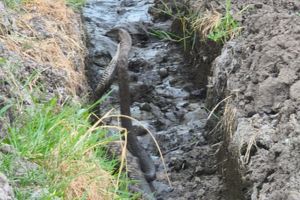 Petani Temui Banyak Ular Kobra di Situbondo, Damkar Imbau Waspada