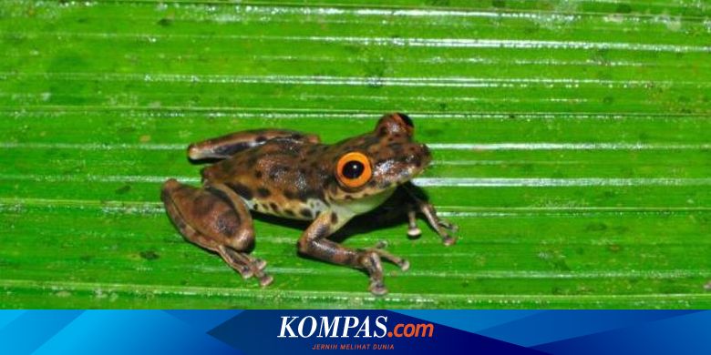 Hampir Punah Spesies Katak Baru Ditemukan Di Jalan Yang Terbengkalai Halaman All Kompas Com Cara memperbesar payudara ala cewek jav. hampir punah spesies katak baru
