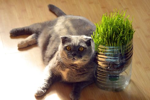 Apakah Rumput Gandum Baik untuk Kucing?