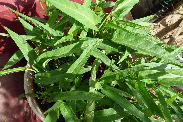 Ilustrasi kangkung, menanam kangkung.