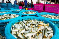 Pakar Kelautan Definisikan Ulang Konsep Penangkapan Ikan Berkelanjutan