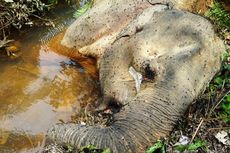 Gajah Hamil Tewas di Aceh, Diduga Diracun