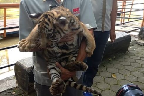 Covi dan Vivid, 2 Bayi Harimau Benggala Koleksi Semarang Zoo, Lahir Saat Pandemi