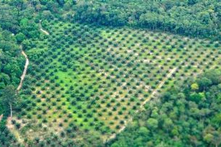 Pembukaan lahan hutan untuk dijadikan perkebunan kelapa sawait di dekat Kota Jambi, Jambi, Senin (12/11/2012). Dalam dua dekade terakhir luas hutan di Provinsi Jambi menyusut dari 2,4 juta hektar menjadi 1,3 juta hektar. Penyebab penyusutan terbesar karena konversi lahan menjadi perkebunan sawit dan karet.

