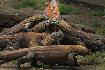 7 Hewan Buas Terancam Punah dan Sudah Langka Keberadaannya!