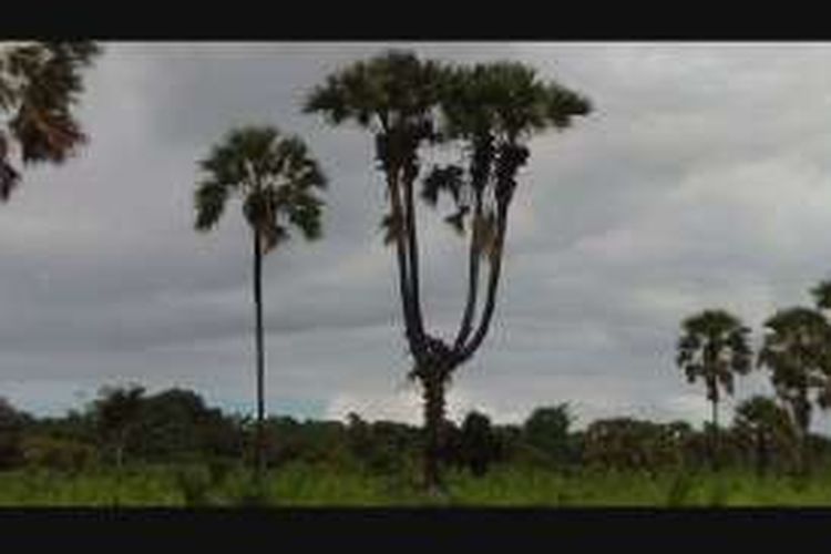 Pohon lontar milik Yeremias Mone, warga Desa Tablolong, Kecamatan Kupang Barat, Kabupaten Kupang, NTT ini miliki empat dahan 