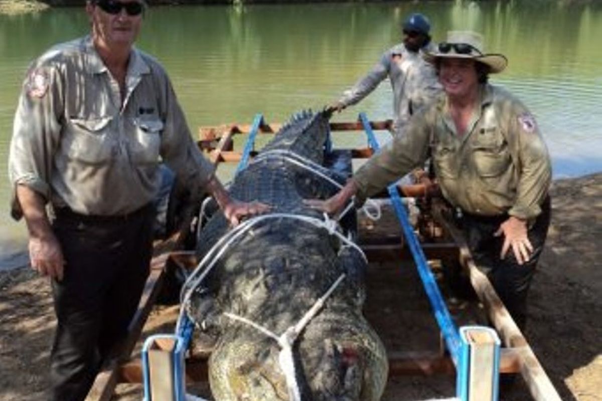 Buaya 4,72 meter baru saja ditangkap di Australia. Karena kondisinya yang buruk, ahli sepakat untuk melakukan eutanasia dan rencananya akan dibawa ke sekola-sekolah sebagai bahan pembelajaran.