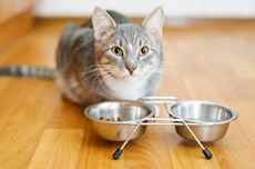 Kucing Peliharaan Bosan dengan Makanannya? Begini Cara Mengatasinya