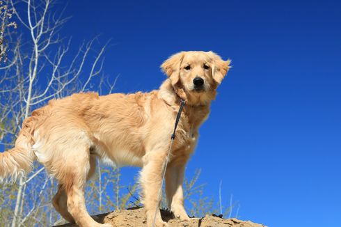 5 Warna Bulu Golden Retriever, dari Cream hingga Merah