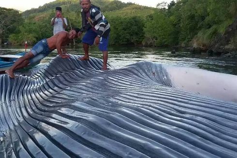 Pindahkan Bangkai Paus, Warga Desa Soleh Minta Bantuan ‘Tug Boat’