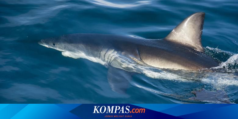 Cerita Alumni Fpik Undip Jadi Peneliti Internasional Konservasi Hiu Halaman  All - Kompas.com