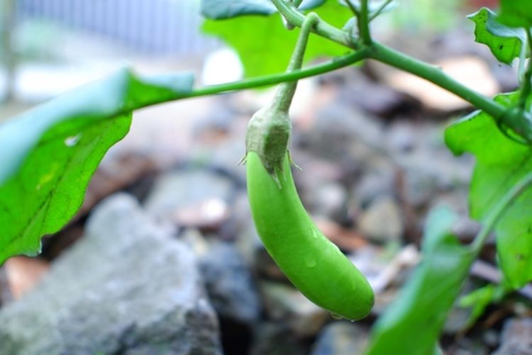 Tanaman terong hijau