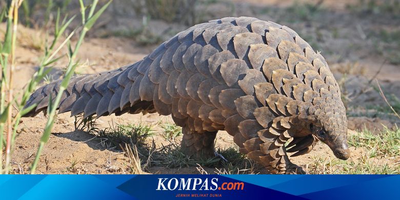Mengenal Trenggiling Hewan Langka Yang Dituduh Penyebar Virus Corona Halaman All Kompas Com