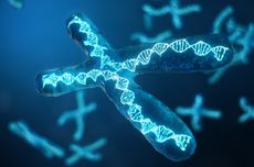 Kromosom Berperan sebagai Penentu Jenis Kelamin, Bagaimana Struktur Ini Ditemukan?